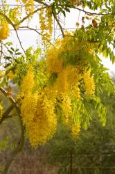 Golden Rain Tree flowers